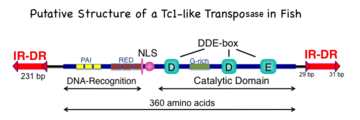 Figure 2: Structural features of SB transposase.
The 360-amino acid polypeptide has three major subdomains: the amino-terminal DNA-recognition domain that is responsible for binding to the DR sequences in the mirrored IR/DR sequences of the transposon, a nuclear localization sequence (NLS), and a DDE domain that catalyzes the cut-and-paste set of reactions that comprise transposition. The DNA-recognition domain has two paired box sequences that can bind to DNA and are related to various motifs found on some transcription factors; the two paired boxes are labeled PAI and RED. The catalytic domain has the hallmark DDE (sometimes DDD) amino acids that are found in many transposase and recombinase enzymes. In addition, there is a region that is highly enriched in glycine (G) amino acids. SBTS2.png