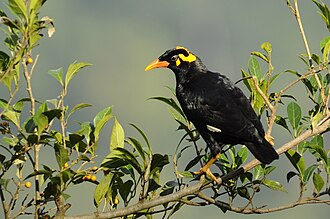 Southern hill myna in southern India showing yellow wattles on the head SHMyna DSC9598.jpg