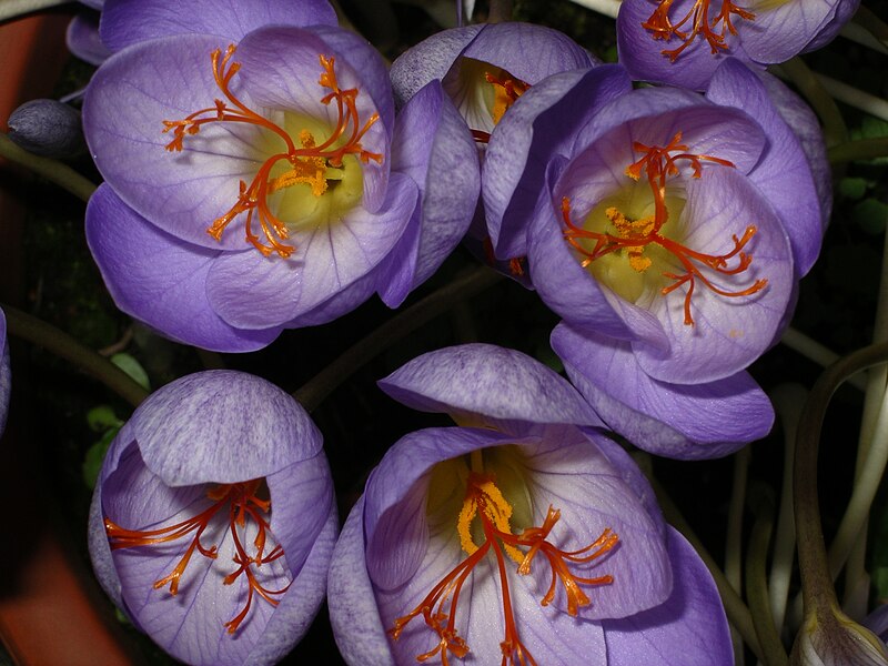 File:Safrron stigmas of Crocus speciosus.jpg