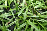 Miniatura para Sagittaria subulata