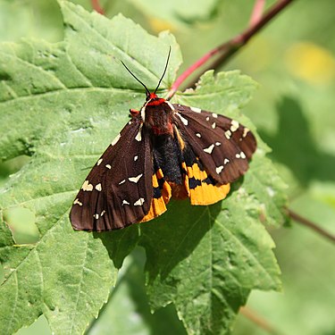 The Saint Lawrence tiger moth (Platarctia parthenos)