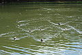 Canards sur le lac Beauséjour