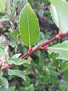 Young leaf and twig