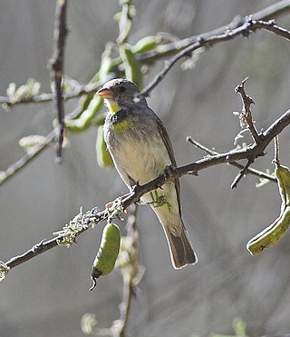<span class="mw-page-title-main">Salvadori's seedeater</span> Species of bird