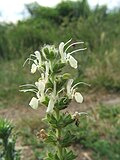 Miniatura para Salvia austriaca