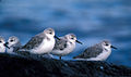 Sanderlings, Adak Island, non-breeding plumage.jpg