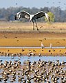 * Nomination Sandhill crane (Grus canadensis) in flight at the Llano Seco Unit of the Sacramento National Wildlife Refuge Complex in Butte County --Frank Schulenburg 19:36, 16 October 2022 (UTC) * Promotion  Support Good quality. --GRDN711 20:24, 16 October 2022 (UTC)  Support Good quality. --AnonymousGuyFawkes 20:25, 16 October 2022 (UTC)