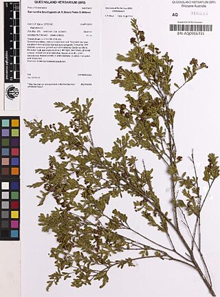 <i>Sannantha brachypoda</i> Species of flowering plant
