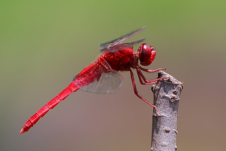 Scarlet skimmer at Keitakuen in Osaka.