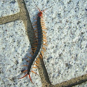 Myriapoda: Description, Anatomie, Écologie