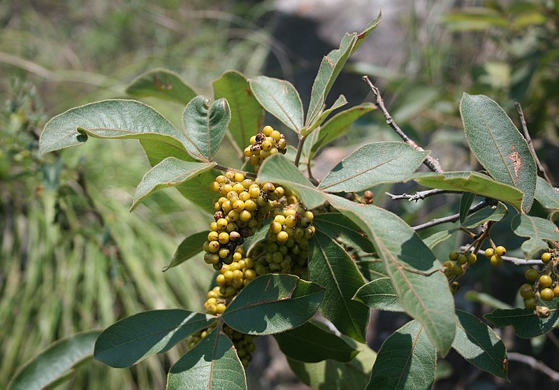 File:Searsia pyroides 2.jpg