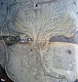 Close view of one specimen from the Posidonienschiefer Seirocrinus subangularis (fossil crinoid) (Posidonia Shale, Lower Jurassic; Holzmaden area, Germany) 1 (35674916591).jpg