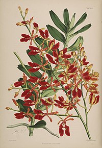 plate 37 Renanthera coccinea