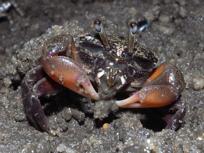 File:Semaphore crab-Heloecius cordiformis.JPG