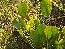 Senecio coronatus02.jpg