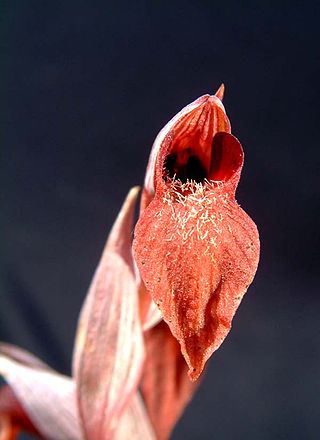 <i>Serapias</i> Genus of terrestial orchids