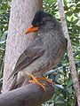 セイシェルヒヨドリ。プララン島の固有種