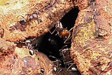 Crematogaster modiglianii and Camponotus rufifemur ants sharing a nest Shattuck 53813, Crematogaster modiglianii and Camponotus rufifemur parabiosis, Danum Valley, Sabah-web (5042353719) (2).jpg