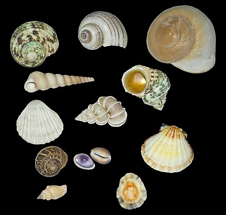 Variety of Mollusc shells (gastropods, snails and seashells).