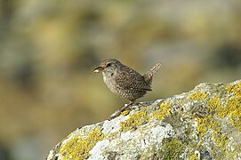 Un troglodyte mignon, avec une araignée dans son bec