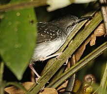 At Sacha Lodge, Ecuador (flash photo) Silvered Antbird.jpg