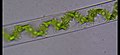 Single strand chloroplast in Spirogyra.jpg