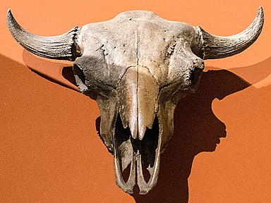 Skull of the Bison occidentalis