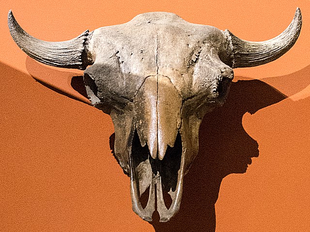 Bison occidentalis skull at the Cleveland Museum of Natural History.