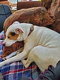 Thumbnail for File:Sleeping Pitbull Terrier.jpg