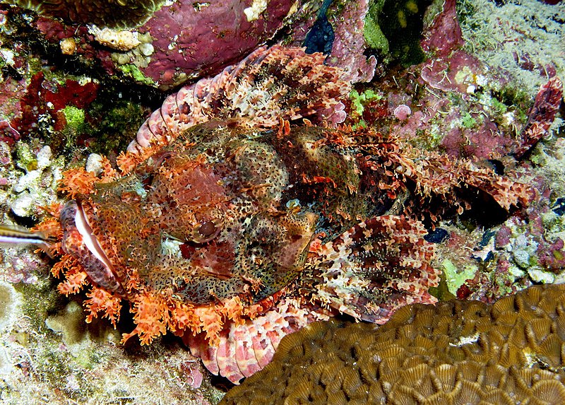 File:Smallscale scorpionfish, Scorpaenopsis oxycephala - or at least I think so. Beautiful, neh? (6163712106).jpg