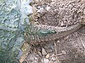 Chelydra serpentina Snapping turtle