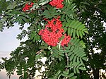 Sorbus americana, Whitefish Island 1. 
 JPG