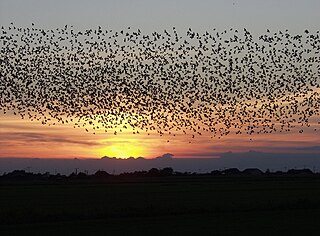 Collective animal behavior Animal cognition