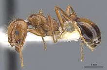 Paratype specimen of S. invicta collected from Brazil Specimen CASENT0902350 Solenopsis invicta.jpg