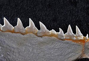 Sphyrna mokarran lower teeth.jpg