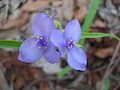 Spiderwort Blue Flower 3.JPG