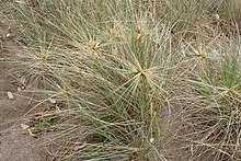 Spinifex sericeus kz03.jpg