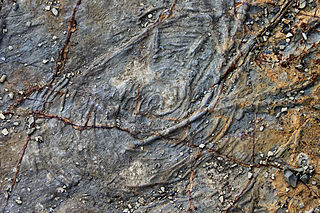 <span class="mw-page-title-main">Spirorhaphe</span> Trace fossil