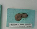 en:Spitidiscus cf. rotula (Sowerby), Upper en:Hauterivian, en:Krapchene, Montana Province, Cr1 977X1 (Coll. G. Mandov) at the en:Sofia University "St. Kliment Ohridski" Museum of Paleontology and Historical Geology