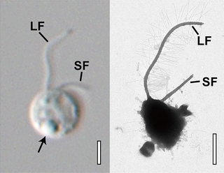 <span class="mw-page-title-main">Ochromonadales</span> Order of algae