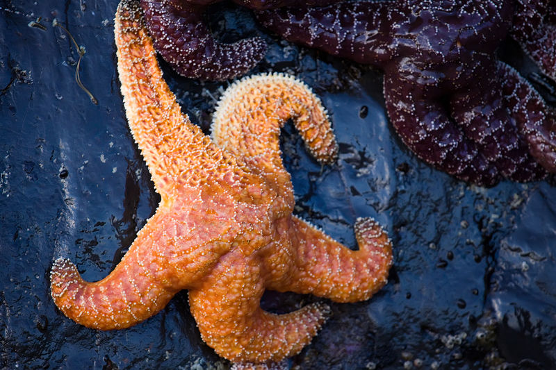 File:Starfish, Oregon coast.jpg