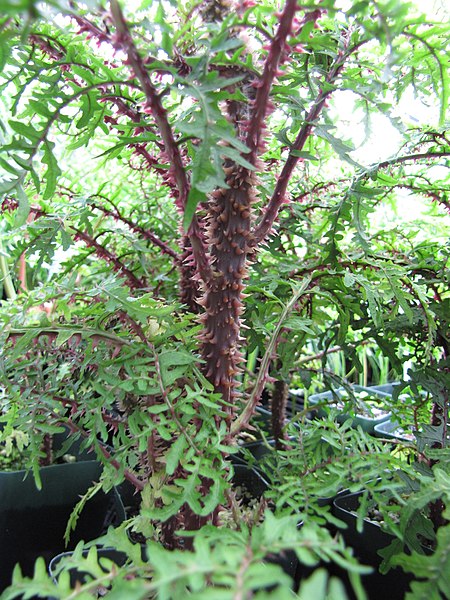 File:Starr-110502-5332-Cyanea duvalliorum-spines-Olinda Rare Plant Nursery-Maui (25000993931).jpg