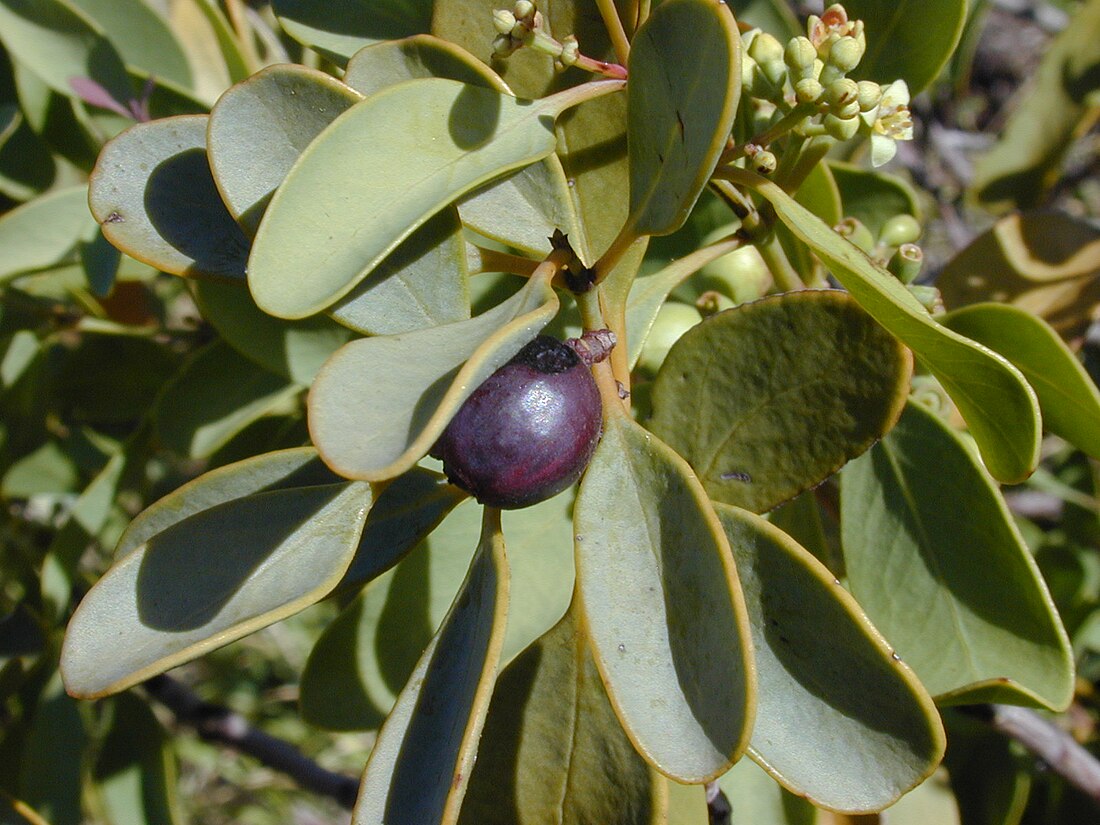 Santalaceae