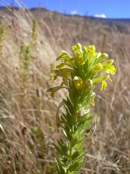 Parentucellia viscosa