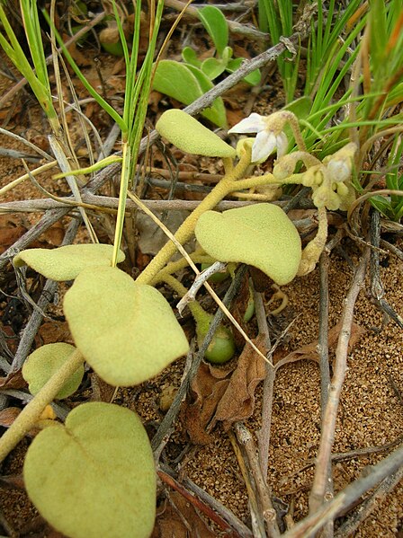 File:Starr 050519-6851 Solanum nelsonii.jpg