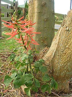 Lazo rojo - Wikipedia, la enciclopedia libre