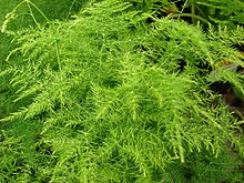 Asparagus Plumosa Fern