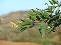 Nicotiana glauca