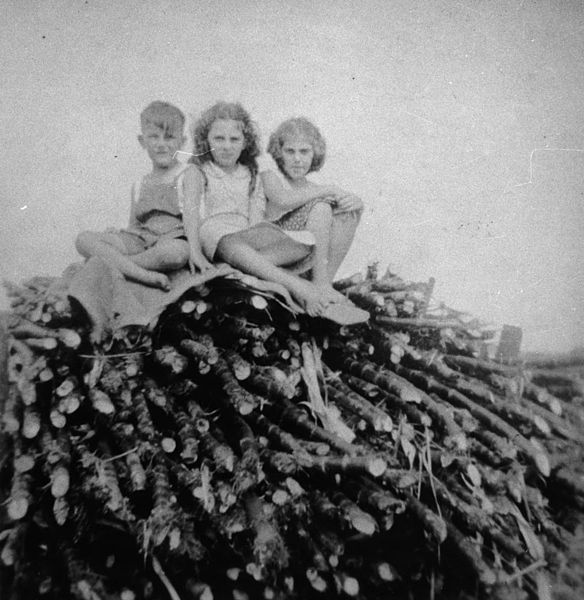 File:StateLibQld 1 104528 Antoniades children and friend sitting on cut sugar cane in Home Hill, ca. 1940.jpg