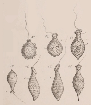 <i>Urceolus cyclostomus</i> Species of flagellate